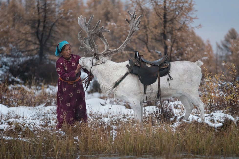 Mongolští Cátanové jsou jedněmi z posledních kočovných pastevců sobů na světě. 