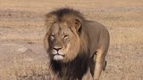 Turista zabil nejznámějšího lva Afriky! Strážce safari uplatil milionem a půl korun