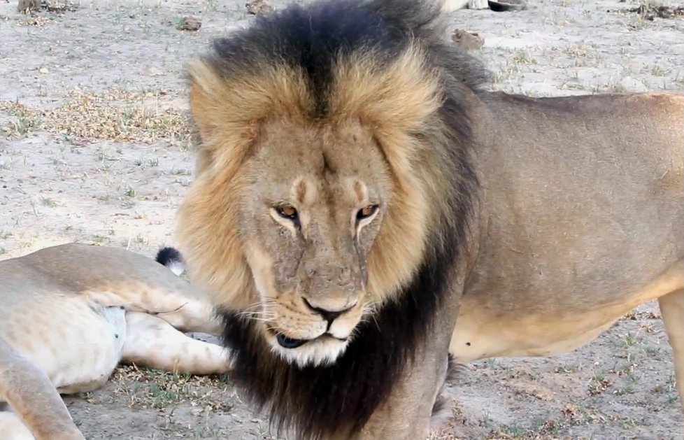 Nejoblíbenější lev v Zimbabwe byl zastřelen zubařem.