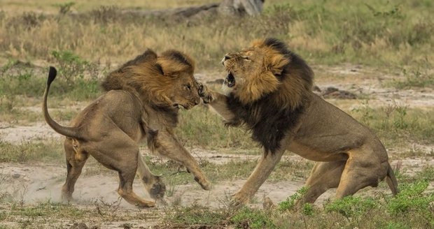 Zabili dalšího lva: Cecilova bratra? V Zimbabwe s okamžitou platností zastavili lovy