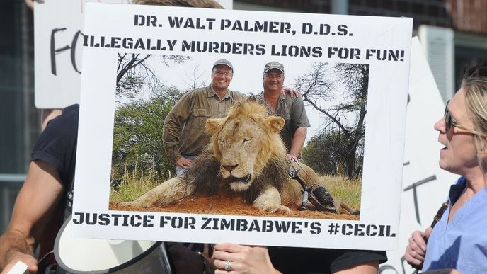 Plakát z demonstrace, na kterém je Walter Palmer se zastřeleným lvem Cecilem