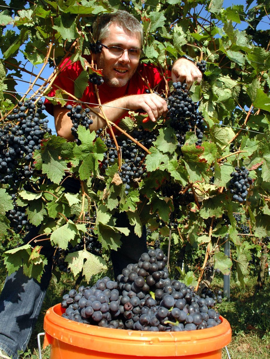 Reportér Blesk.cz sbíral hrozny na vlastní kůži v Čejkovicích na Hodonínsku.