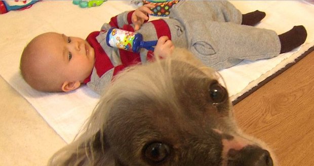 Čínský chocholatý pes Michaely Salčové hlídá jejího synka Olivera.