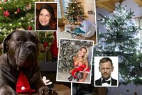 Vánoční stromečky celebrit: Anna K. ukázala pejska, Myslivcová prsa, Konvičková dárek a Stránský levitující jehličnan!
