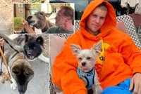 Největší hvězdní milovníci zvířat: Terminátorův oslík, psí trojice Buffy a nezdárný majitel Bieber!