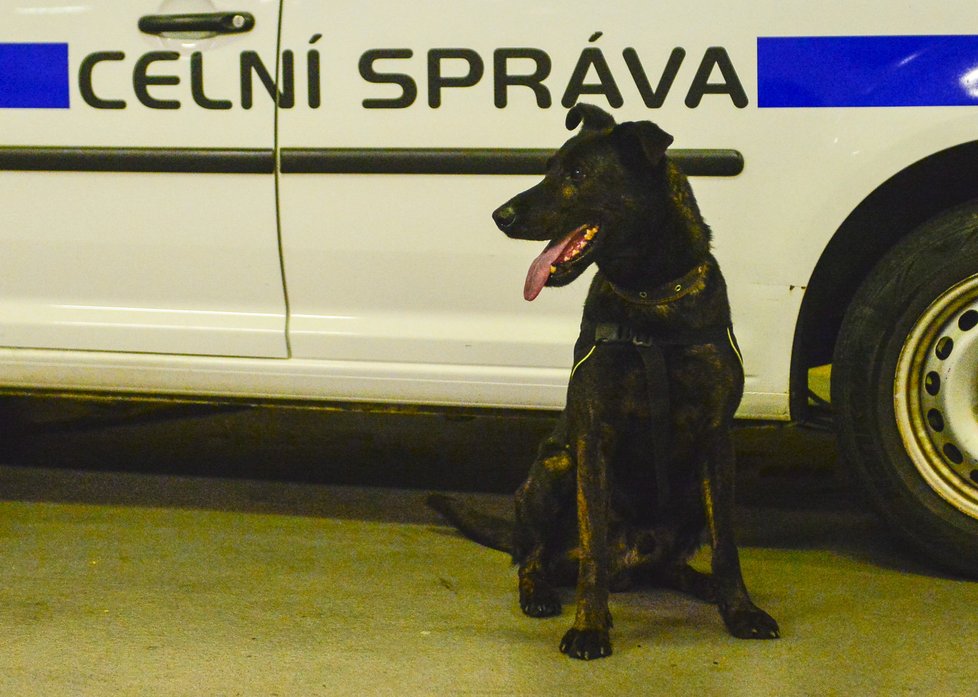 Pokud nyní celníci přijdou na daňový trestný čin, musí ho buď rovnou předat policii, nebo ho mohou se souhlasem státního zástupce prověřovat.