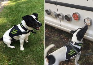 Čtyřletý Jack Russel teriér pražských celníků Stuart dokáže neomylně vyhledávat tabák.