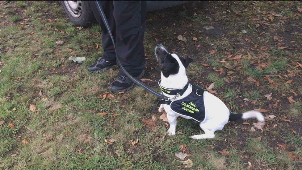 Čtyřletý Jack Russel teriér pražských celníků Stuart dokáže neomylně vyhledávat tabák.