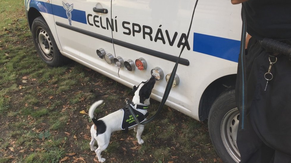 Čtyřletý Jack Russel teriér pražských celníků Stuart dokáže neomylně vyhledávat tabák.