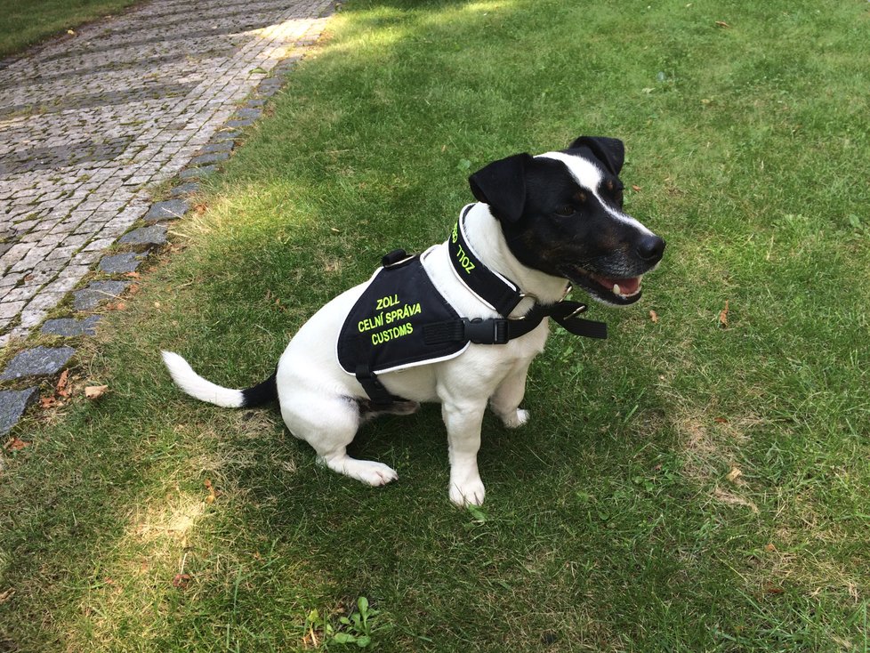 Čtyřletý Jack Russel teriér pražských celníků Stuart dokáže neomylně vyhledávat tabák.