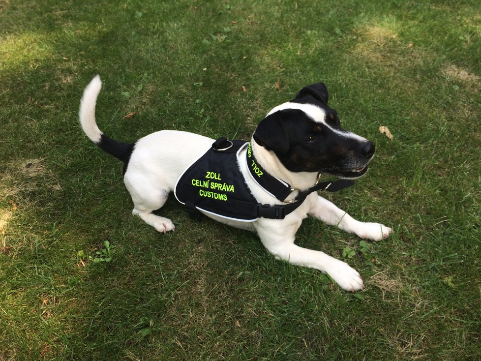 Čtyřletý Jack Russel teriér pražských celníků Stuart dokáže neomylně vyhledávat tabák.