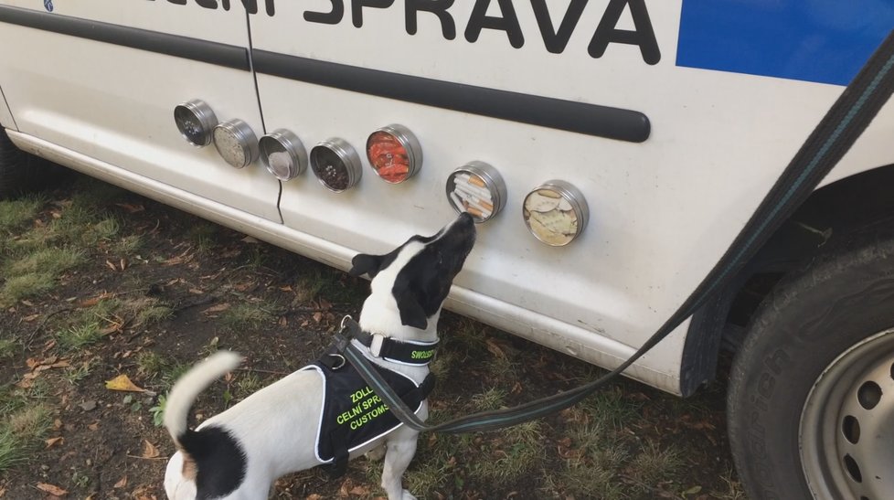 Čtyřletý Jack Russel teriér pražských celníků Stuart dokáže neomylně vyhledávat tabák.