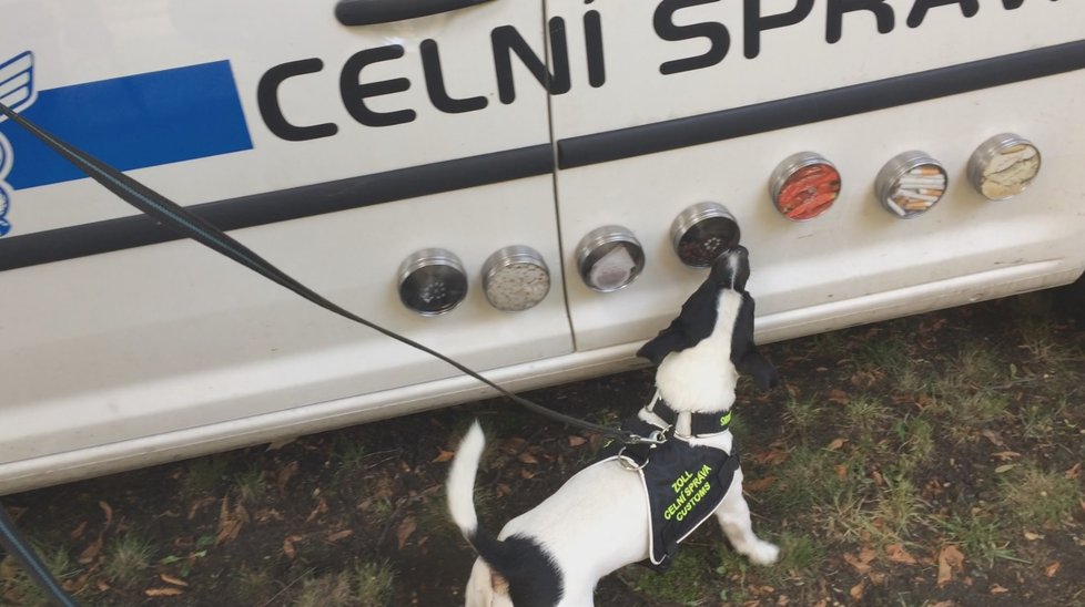 Čtyřletý Jack Russel teriér pražských celníků Stuart dokáže neomylně vyhledávat tabák.