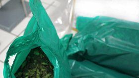 Ruzyňští celníci na letišti zabavili 40 kg rostlinné drogy. Do Čech mířila z Etiopie 