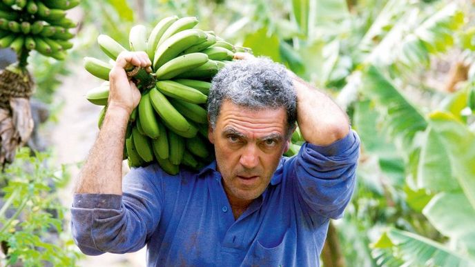 cena exotiky stoupá. Hodnota světového obchodu s banány dosahuje podle odhadů OSN nyní kolem 36 miliard dolarů.