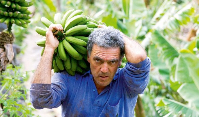 cena exotiky stoupá. Hodnota světového obchodu s banány dosahuje podle odhadů OSN nyní kolem 36 miliard dolarů.