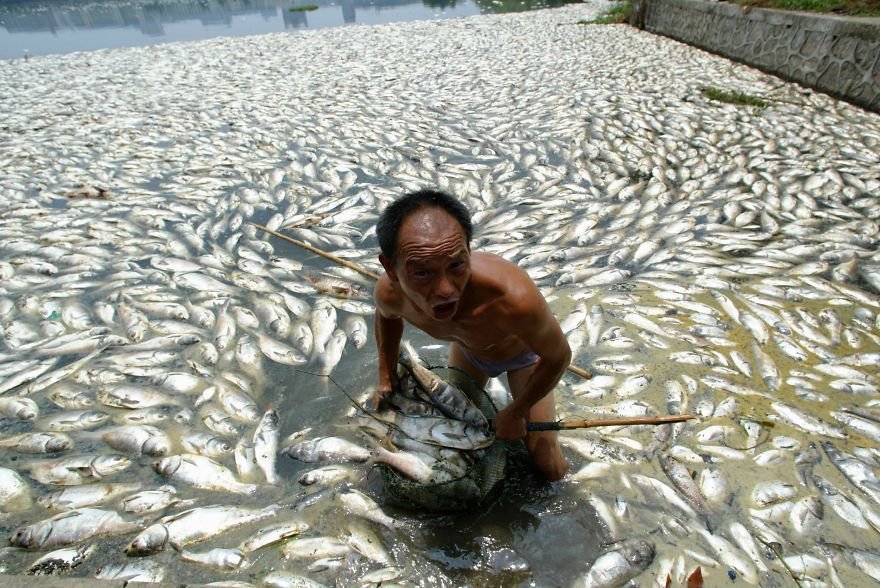 Mrtvé ryby nejsou v čínských vodách nic zvláštního.
