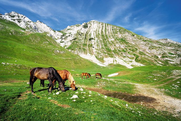 Pasoucí se koně na úpatí hory Prutaš Pasoucí se koně na úpatí hory Prutaš