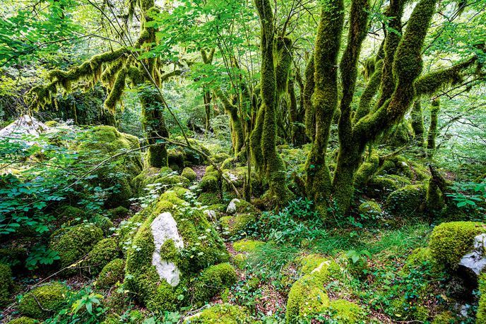 Stromy porostlé mechem v kaňonu řeky Mrtvice Stromy porostlé mechem v kaňonu řeky Mrtvice