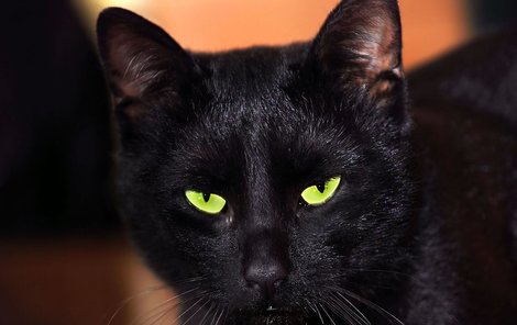 Vyhnete se černé kočce, když ji potkáte?