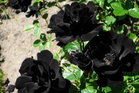 Černá růže roste jen na jediném místě na světě. Hrozí jí zánik