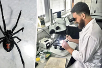 Nebezpečný pavouk na Slovensku: V Ružomberku objevili jedovatou černou vdovu