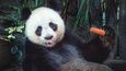 Panda je tak sympatická, protože oblými tvary a neohrabaností  připomíná dítě