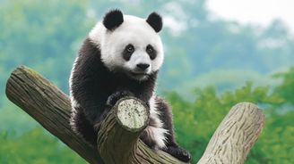 Medvídci panda: Černobílé hvězdy každé zoo, které návštěvníci milují