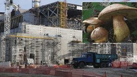 Radioaktivita způsobená výbuchem Černobylu i po 33 letech ovlivňuje přírodu