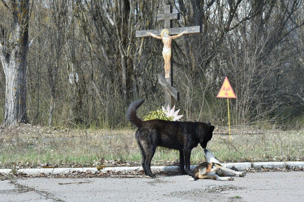 Psi v Černobylu