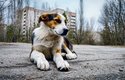Psi v Černobylu krmí zejména pracovníci elektrárny a turisté. Pomocnou ruku jim ale nabídnou i dobrovolníci