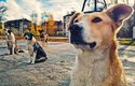 Psi v Černobylu krmí zejména pracovníci elektrárny a turisté. Pomocnou ruku jim ale nabídnou i dobrovolníci