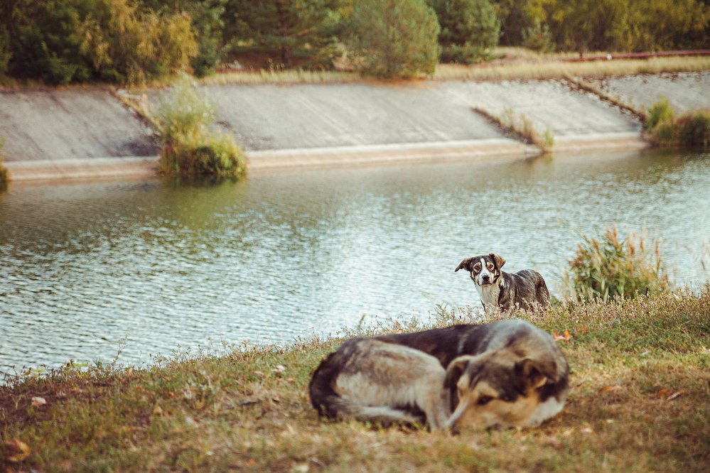 Ve vyloučené lokalitě Černobylské jaderné elektrárny se pohybuje kolem 800 polodivokých psů