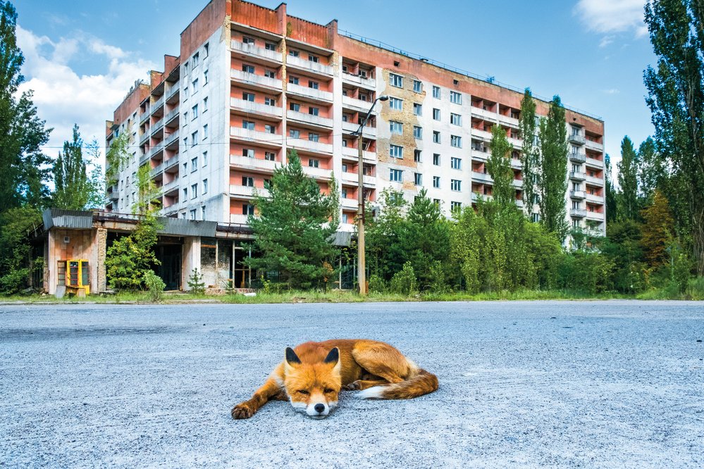 Liška odpočívá na ulici opuštěného města Pripjať, které leží asi 3 km od elektrárny Černobyl