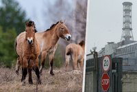 Zázrak v Černobylu: V krajině bez lidí se daří populaci koně Převalského. Vrátil se i medvěd