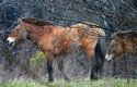 Asijští koně Převalského byli do oblasti Rudého lesa vypuštěni. Jejich populace se rychle zvětšuje