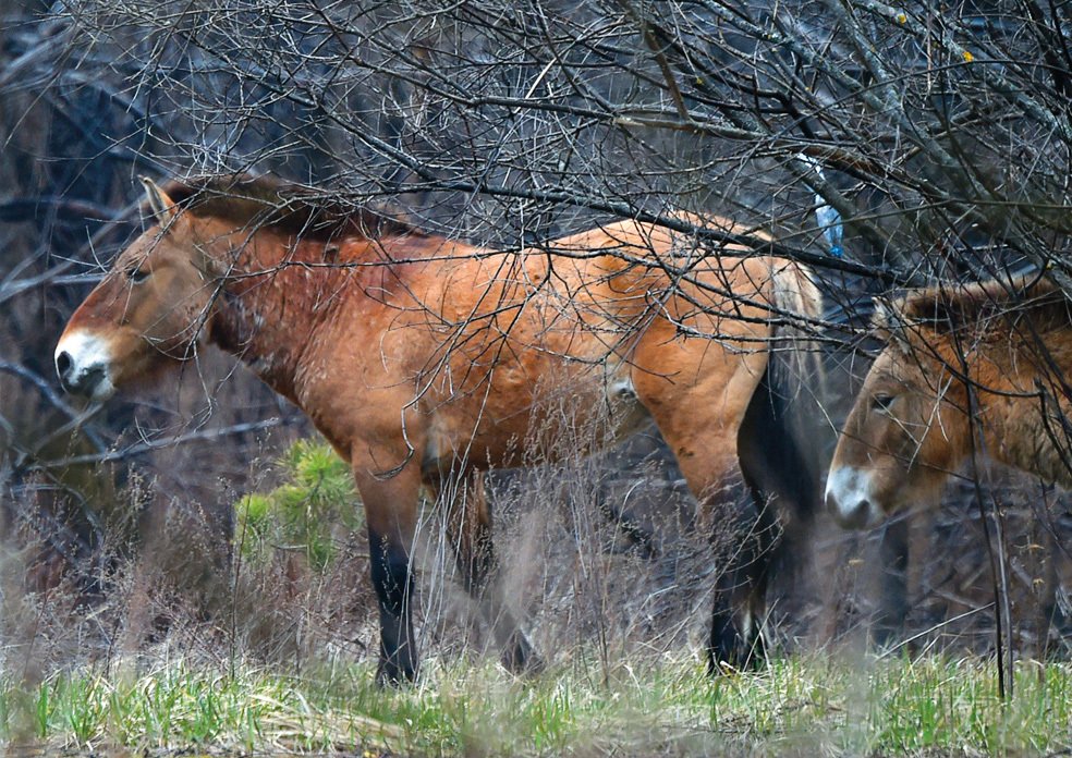 Asijští koně Převalského byli do oblasti Rudého lesa vypuštěni. Jejich populace se rychle zvětšuje