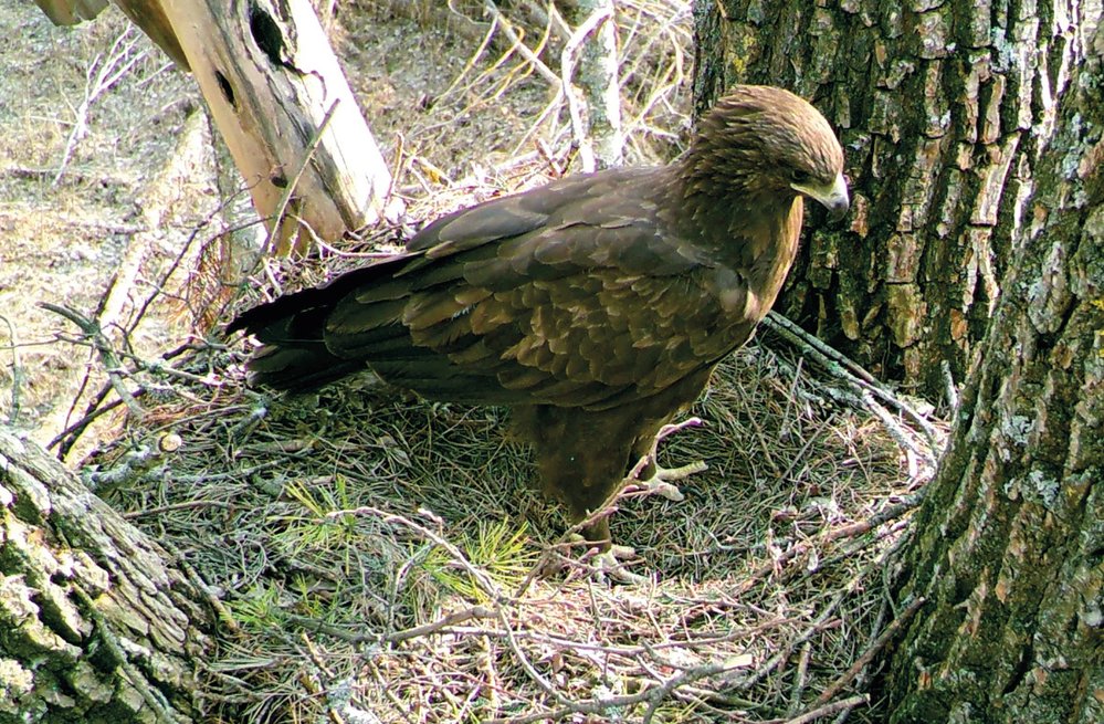 Hnízdo vzácného orla volavého