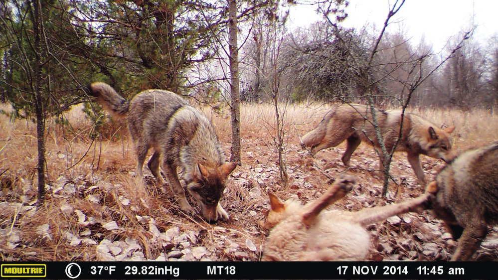 Fotopast umístěná v uzavřené zóně u elektrárny Černobyl zachytila smečku vlků