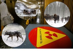 Do oblasti kolem Černobylu se po 33 letech od tragédie vrací život.