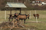 Majiteli koz v Černošicích někdo zabil dvě zvířata.