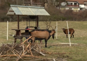 Majiteli koz v Černošicích někdo zabil dvě zvířata.