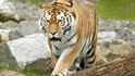 Počet tygrů ve volné přírodě se zvýšil, podle kritiků ale jen statisticky