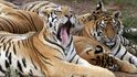 Tygrů je ve volné přírodě jen několik tisíc
