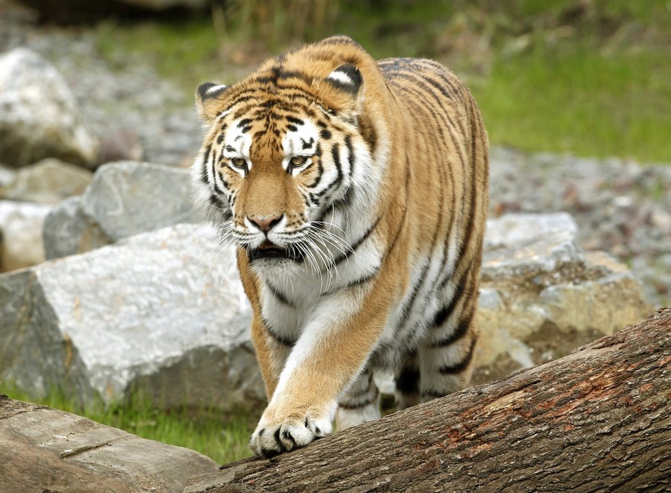 Počet tygrů ve volné přírodě se zvýšil, podle kritiků ale jen statisticky.