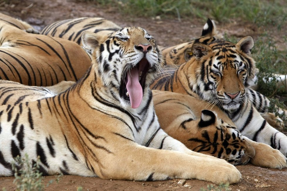 Tygrů je ve volné přírodě jen několik tisíc.
