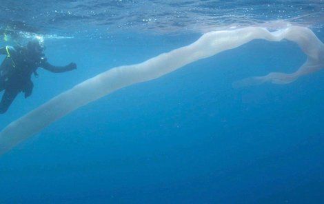 Vypadá jako přerostlý bílý červ, jehož tělo pulzuje, mění tvar i velikost a měří zhruba osm metrů!