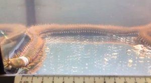 Hrůzný případ akvaristiky: Gigantický červ mezi rybičkami 