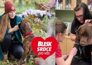 Spolek Červená tlapka provozuje celorepublikový registr psích dárců krve.