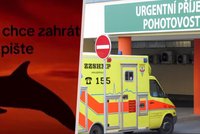 Nebezpečná výzva se šíří Českem! Dívka kvůli červenému delfínovi skončila v nemocnici